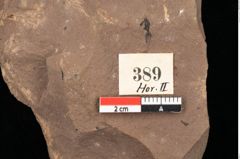 Foto (Detailansicht) von Graminea ? sp.  (NHMW-GEO-2024-0188-0389)